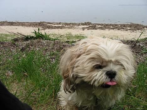 Shih tzu Fjante (død) - Så er jeg ude og gå tur :) Det er hårdt ! billede 6