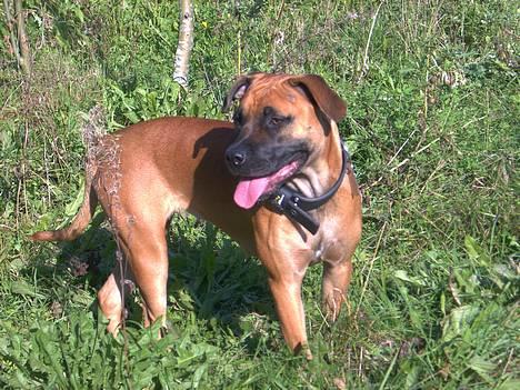 Blanding af racer ... - Jeg elsker simpelthen bare skoven.. billede 6