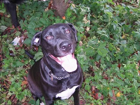 Blanding af racer kiki billede 18