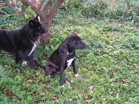 Blanding af racer kiki billede 19