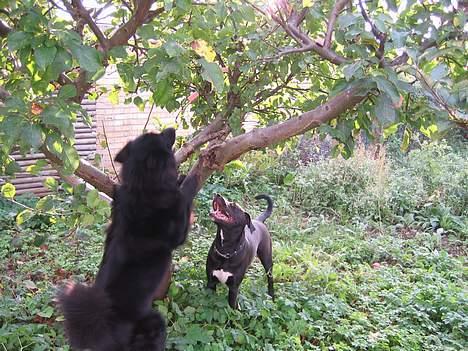 Blanding af racer kiki billede 20