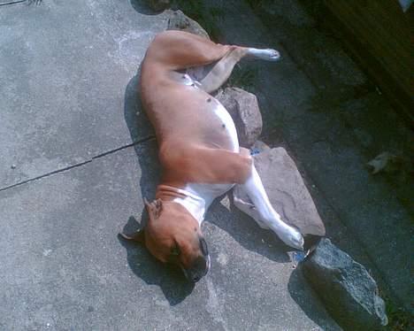 Blanding af racer stella billede 1