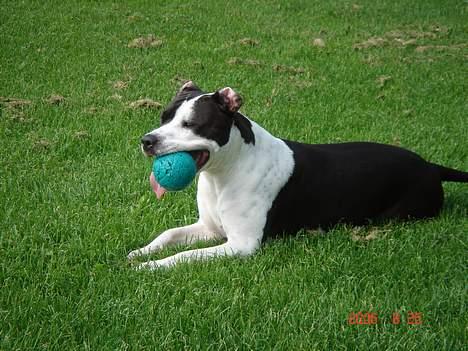 Amerikansk staffordshire terrier Chelsea - NYT billede 10