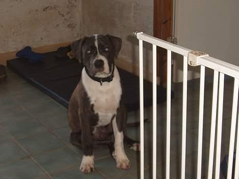 Blanding af racer Tazz billede 11