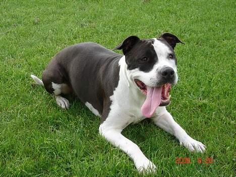 Amerikansk staffordshire terrier Chelsea - NYT billede 11