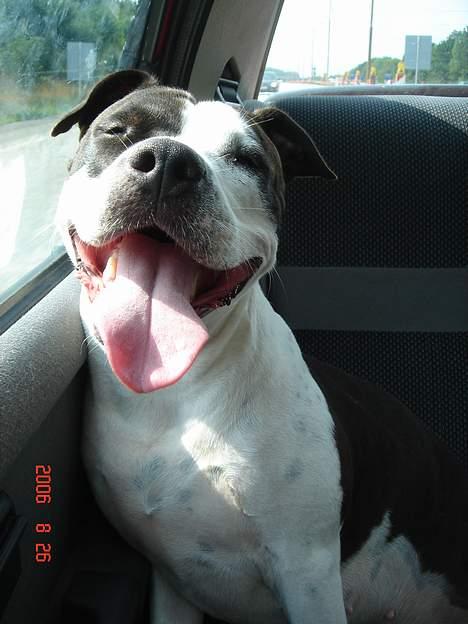 Amerikansk staffordshire terrier Chelsea - puha det var hårdt at lege med bold *NYT* billede 12