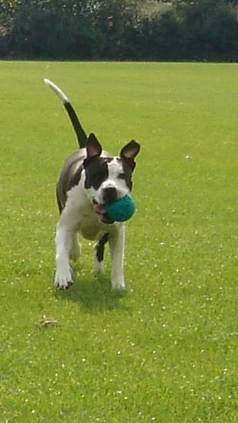 Amerikansk staffordshire terrier Chelsea - *NYT* billede 13