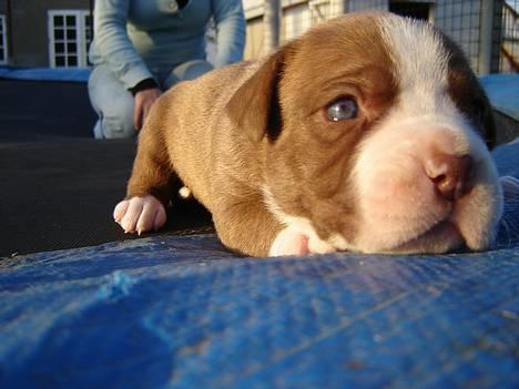 Amerikansk bulldog T-bone billede 1