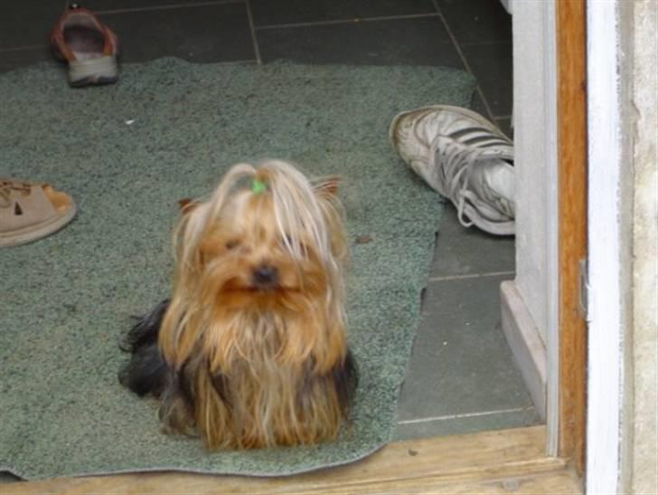Yorkshire terrier * Luca, betjent* - Luca´s far, Futte...... billede 14
