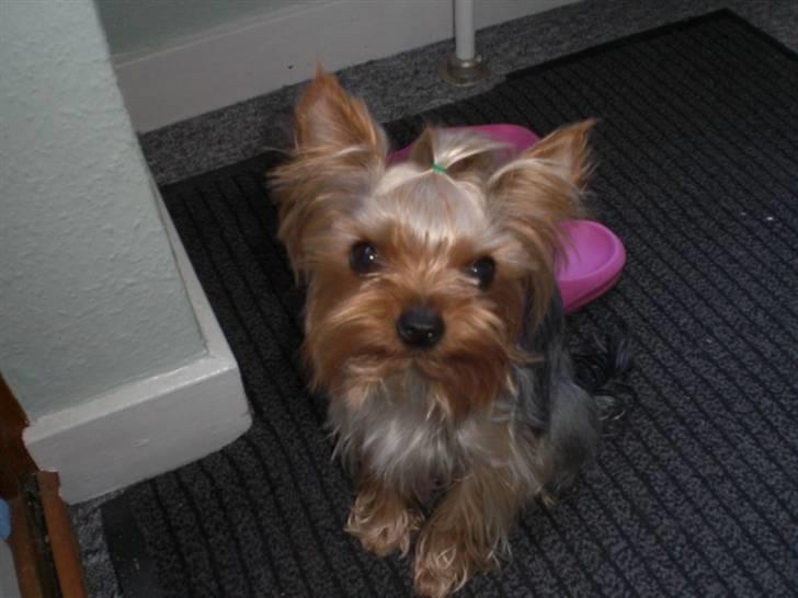 Yorkshire terrier * Luca, betjent* - Luca er ved at få lidt længere pels....Såååå smuk, han er...Smil.. billede 15