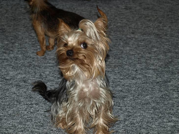 Yorkshire terrier * Luca, betjent* - Luca er så sød....Moar, kaster du snart det pibedyr???.....Altid fuld af spillopper...Se lige hans godmodige øjne....De smiler.. billede 16