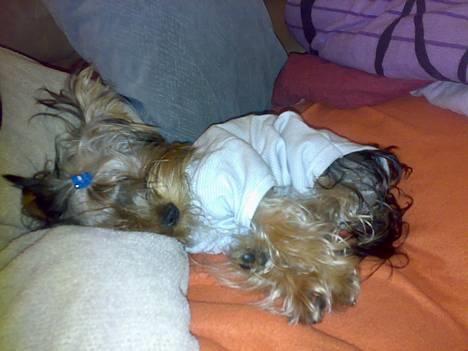 Yorkshire terrier * Luca, betjent* - Altså, fordi Sasha er i løbetid, skal JEG have bodystocking på. Babybodystocking str. 54. Sig mig lige en gang, hvad er det lige, jeg ikke må.??Kan jeg det??? Synes da nok, hun er lækker, meeeen. Altså babybodystocking?????Mig, jeg er 28 uger???? billede 17