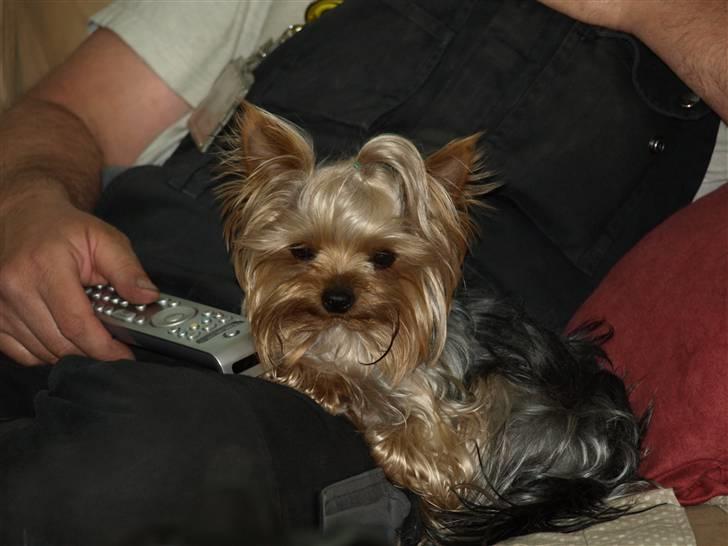 Yorkshire terrier * Luca, betjent* - Det her er endnu et sødt billed af Luca..... Han ligger og hygger med far..... Han elsker det, ...Smil... billede 18