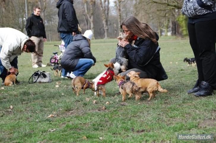 Yorkshire terrier * Luca, betjent* - Vi var til træf, og Luca skulle lige op og have et knus af moar.....De andre kigger på og venter på deres tur...Smil..De elsker at være til træf og møde andre hunde.....Tak til ***Stine*** for træffene og Michael B for billederne.. billede 19