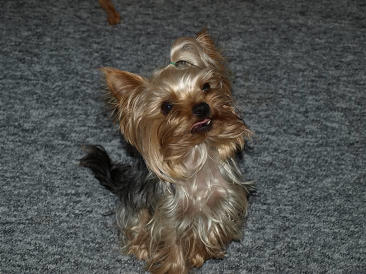 Yorkshire terrier * Luca, betjent* - Gaaaal, han er fuld af spillopper....Smukke Luca...... billede 20