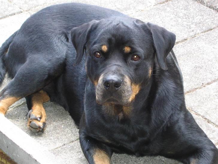 Rottweiler Nikki  *R.I.P.* billede 1