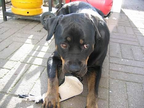 Rottweiler Nikki  *R.I.P.* billede 2