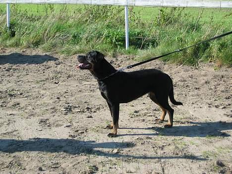 Rottweiler Nikki  *R.I.P.* billede 3