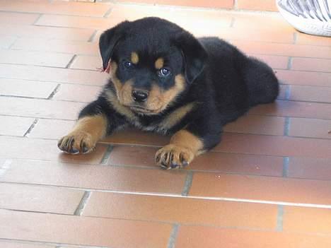 Rottweiler Nikki  *R.I.P.* billede 4