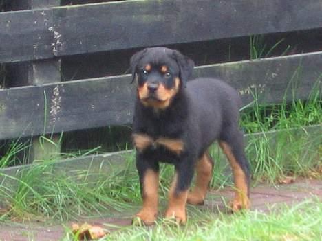 Rottweiler Nikki  *R.I.P.* billede 5