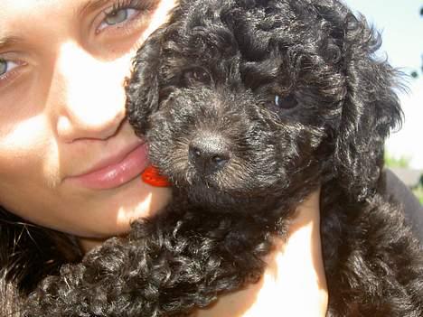 Mellempuddel Curly - Liza og Curly 8 uger billede 1