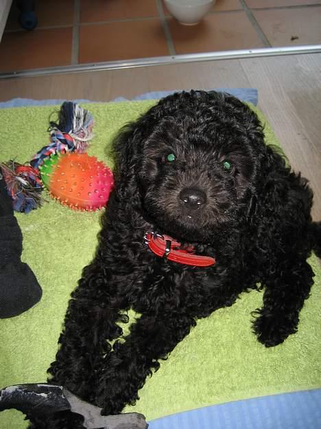 Mellempuddel Curly - Curly træt efter måltid billede 2