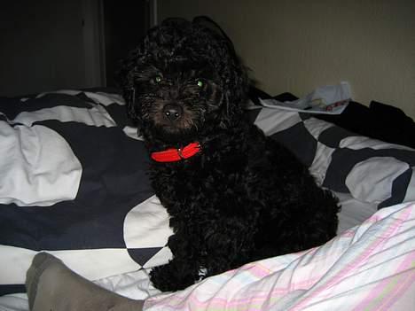 Mellempuddel Curly billede 3