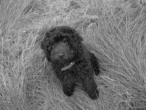 Mellempuddel Curly billede 4