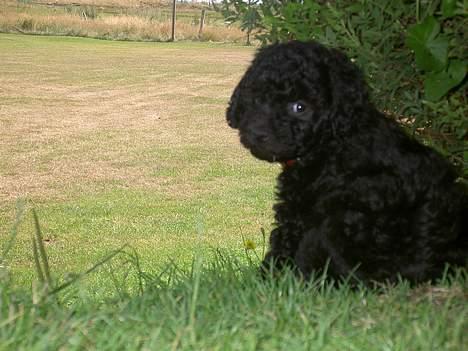 Mellempuddel Curly - Det bedste er bare mit nye hjem :) billede 5