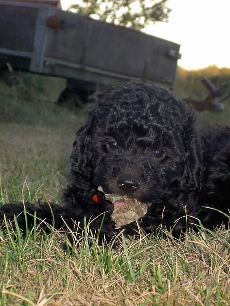 Mellempuddel Curly billede 6