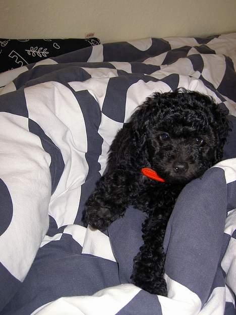 Mellempuddel Curly billede 7