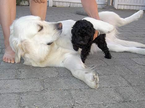 Mellempuddel Curly - Store vovser er bare lige mig. billede 8