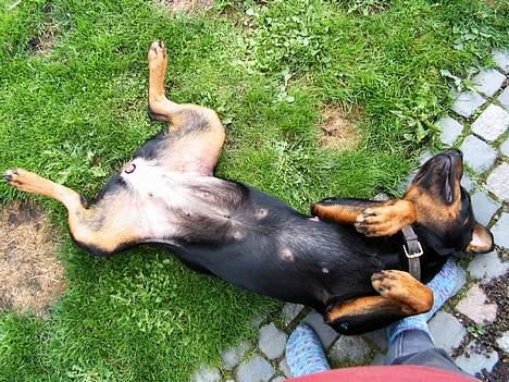 Rottweiler Chili billede 11