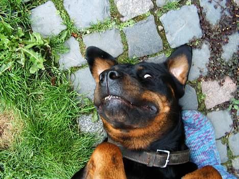 Rottweiler Chili billede 12