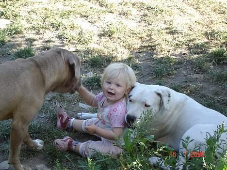 Dogo argentino Fang - super familie hunde billede 14