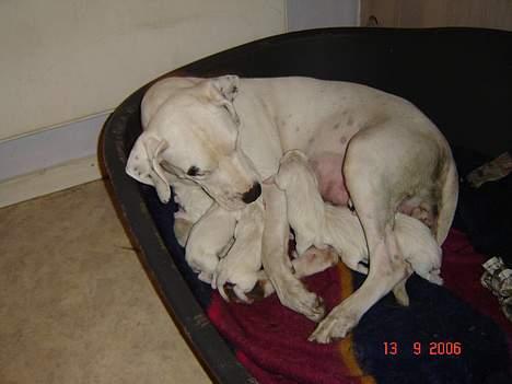 Dogo argentino Fang billede 15