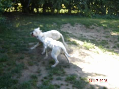 Dogo argentino Fang - hvis der er mere med dig nu, esto så river jeg dig rundt :-) billede 16