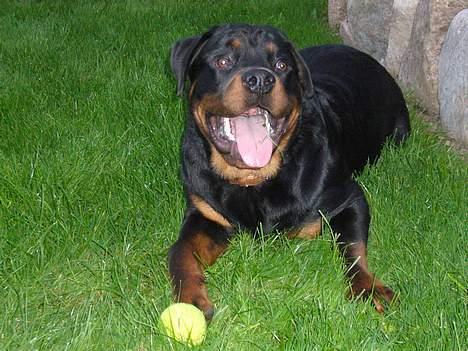 Rottweiler Samson - så er samson ved og være en stor dejlig basse. her er han næsten 7 mdr. og vejer 40 kg ca.  :) billede 12