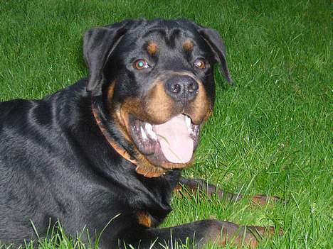 Rottweiler Samson - hvor er det dejligt at være udenfor og lege. elsker jeg billede 13