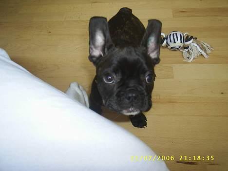 Fransk bulldog Rocky - R.I.P :'( <3 - Jeg har ikke gjort noget... Hæhæ ;) billede 1