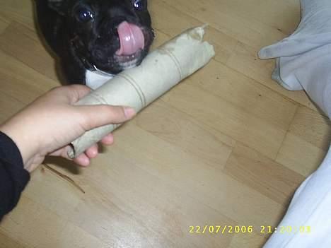 Fransk bulldog Rocky - R.I.P :'( <3 billede 2