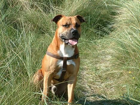 Amerikansk staffordshire terrier Primo - i klitterne ved vesterhavet. 15 mån billede 18