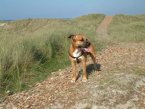 Amerikansk staffordshire terrier Primo billede 19