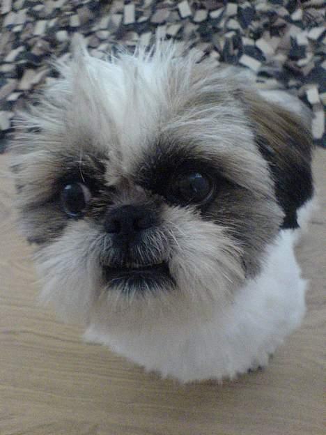 Pekingeser /Shih Tzu *TOPPER* RIP billede 19