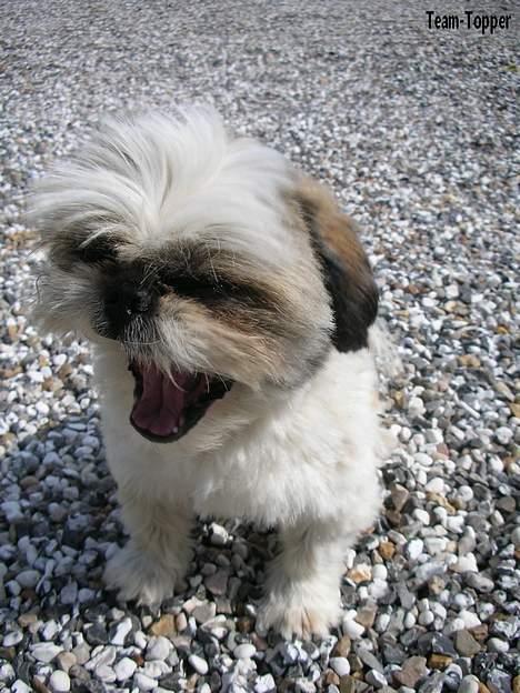 Pekingeser /Shih Tzu *TOPPER* RIP billede 20