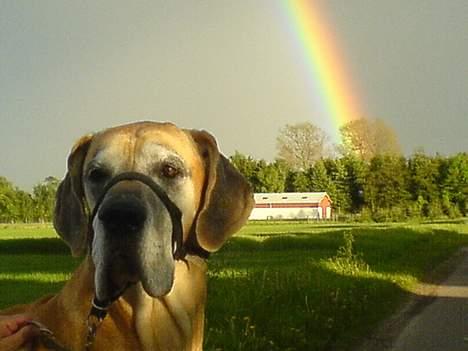 Grand danois Tjalfe (1998 - 2008) - Landidyl. billede 17