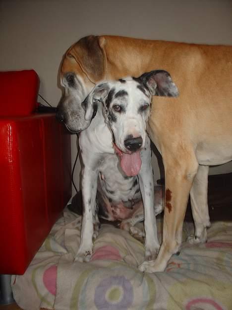 Grand danois Tjalfe (1998 - 2008) - Tjalfe og kæresten Tello. billede 18