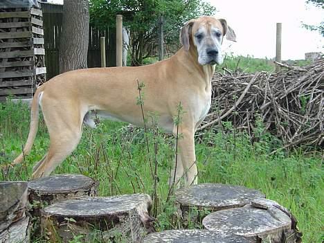 Grand danois Tjalfe (1998 - 2008) - Tjalfe med ude i gedernes fold. billede 19