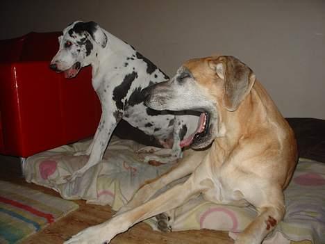 Grand danois Tjalfe (1998 - 2008) - Jeg er så træt af du sidder i min kasse. billede 20