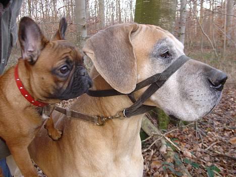 Fransk bulldog Abby (Lancomes Victoria) - Mig og brormand. billede 16